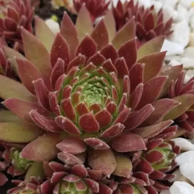 Молодило ЛЮФТШПРУНГ в Бресте