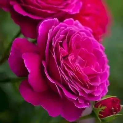 Роза МАЛИНОВЫЙ ЗВОН чайно-гибридная в Бресте