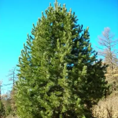 Сосна кедровая сибирская в Бресте