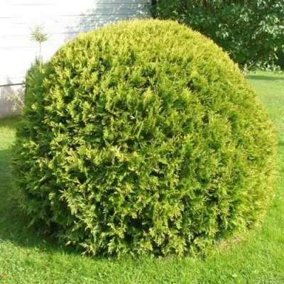 Туя ДАНИКА АУРЕА западная в Бресте