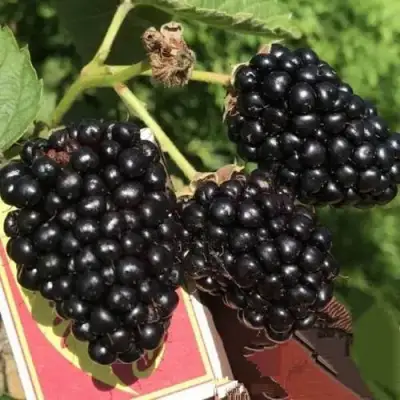 Ежевика ПРАЙМ АРК 45 ремонтантная   в Бресте