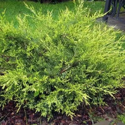 Можжевельник КУРИВАО ГОЛД китайский в Бресте