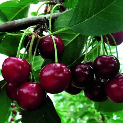 Дюк ЖИВИЦА (ЧЕРЕВИШНЯ) в Бресте