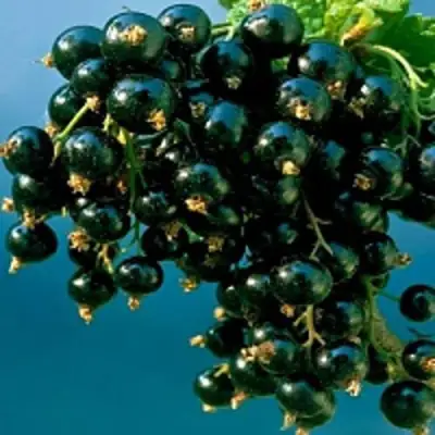 Смородина чёрная ИЗЮМНАЯ в Бресте