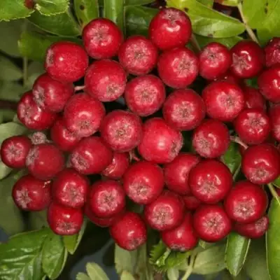 Рябина РУБИНОВАЯ сладкоплодная в Бресте