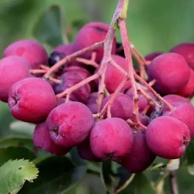Рябина ДЕСЕРТНАЯ МИЧУРИНА сладкоплодная в Бресте