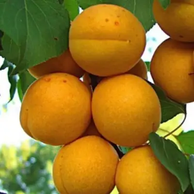 Абрикос ОНТАРИО в Бресте