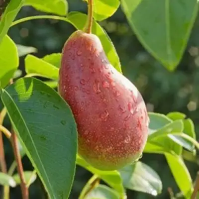 Груша ЯКОВЛЕВСКАЯ в Бресте