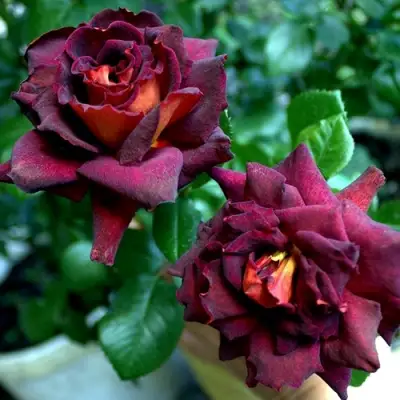 Роза ЭДДИ МИТЧЕЛЛ чайно-гибридная в Бресте