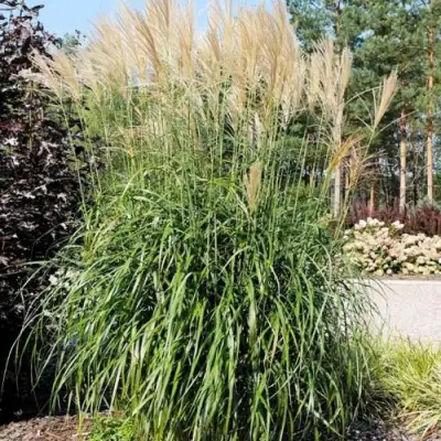 Мискантус ВАНИЛЛА СКАЙ китайский в Бресте