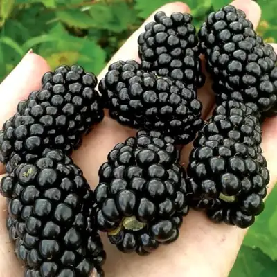 Ежевика ПРАЙМ АРК ФРИДОМ ремонтантная  в Бресте