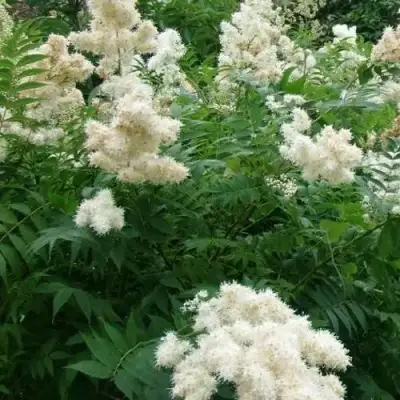 Рябинник рябинолистный в Бресте