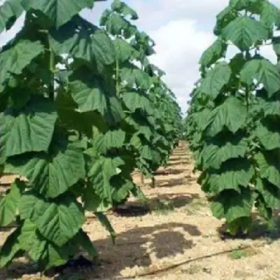 Павловния ПАО ТОГН Z07 в Бресте