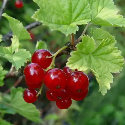 Смородина альпийская ШМИДТ в Бресте