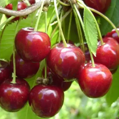 Черешня СИНЯВСКАЯ в Бресте