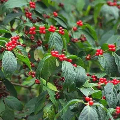 Жимолость МААКА в Бресте