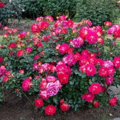 Роза БРЕРА флорибунда в Бресте