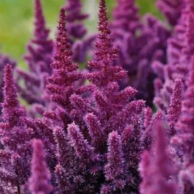 Астильба ПЕПЛ РЕЙН гибридная в Бресте