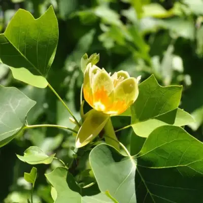 ЛИРИОДЕНДРОН тюльпанный в Бресте