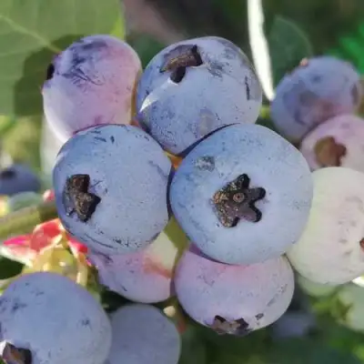 Голубика ХАРРИСОН в Бресте