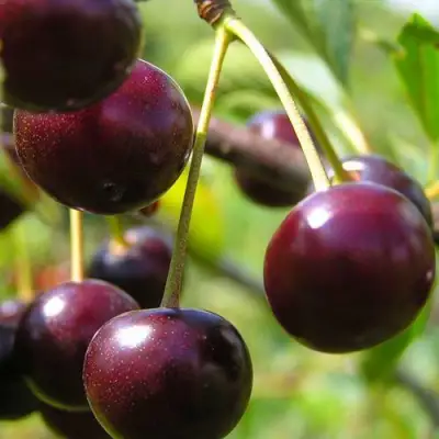 Вишня ЛИВЕНСКАЯ в Бресте