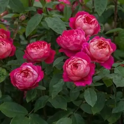 Роза БЕНДЖАМИН БРИТТЕН шраб в Бресте