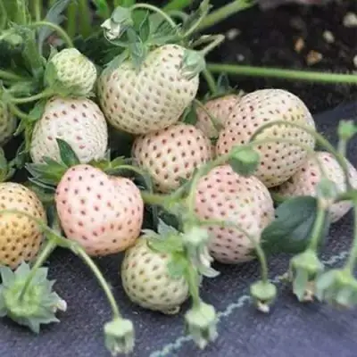 Клубника АНАНАСА ремонтантная в Бресте