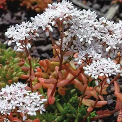 Очиток (седум) КОРАЛ КАРПЕТ белый в Бресте