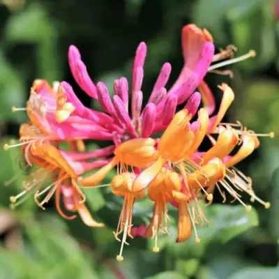 Жимолость ГЕКРОТА в Бресте