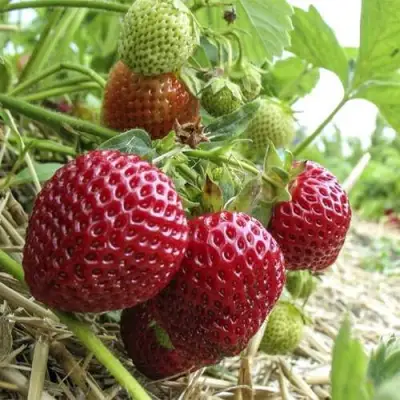 Клубника ЗЕНГА-ЗЕНГАНА в Бресте