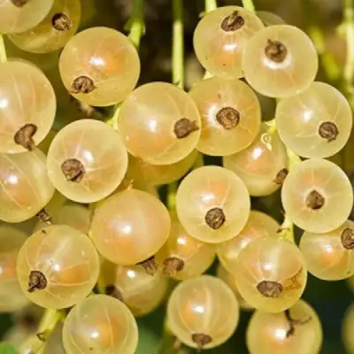 Смородина белая СМОЛЬЯНИНОВСКАЯ в Бресте