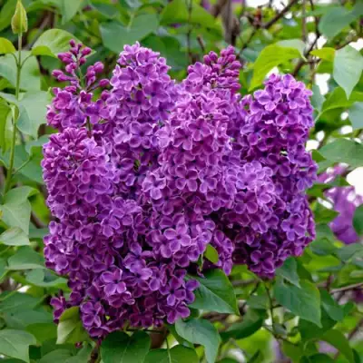 Сирень СУМЕРКИ в Бресте