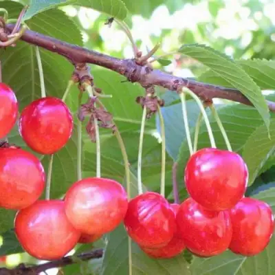 Черешня НАСЛАЖДЕНИЕ в Бресте