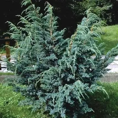 Можжевельник БЛЮ АЛЬПС китайский  в Бресте