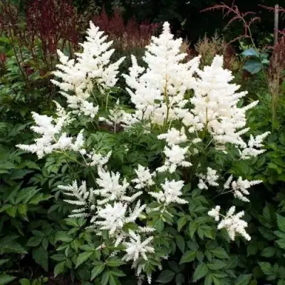 Астильба ДОЙЧЛАНД японская в Бресте