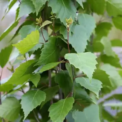 Береза ФАСТИГИАТА повислая  в Бресте