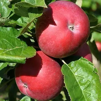 Яблоня СОЗВЕЗДИЕ колонновидная в Бресте