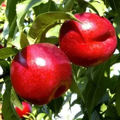 Нектарин ХАРКО в Бресте