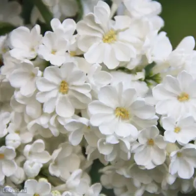 Сирень РОЧЕСТЕР в Бресте