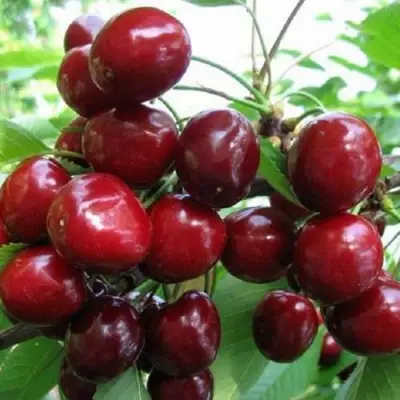 Черешня ГРОНКАВАЯ в Бресте
