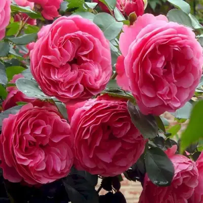 Роза ЛЕОНАРДО ДА ВИНЧИ флорибунда в Бресте