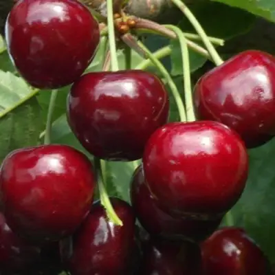 Черешня ГРОНКАВАЯ в Бресте