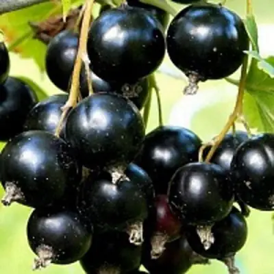 Смородина чёрная СОКРОВИЩЕ в Бресте