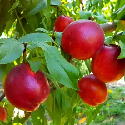 Нектарин НЕКТАРЕД-4 в Бресте