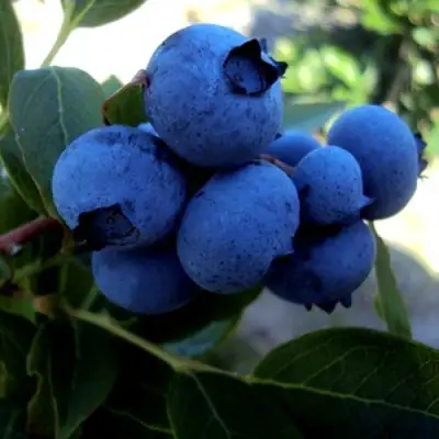 Голубика ДЖЕРСИ в Бресте