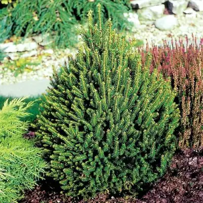 Ель КОМПАКТА обыкновенная в Бресте