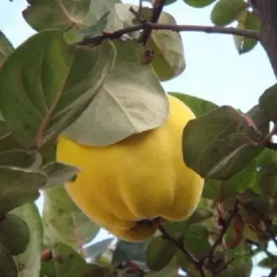 Айва АКАДЕМИЧЕСКАЯ в Бресте