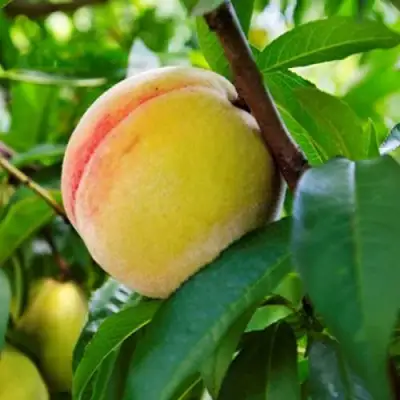 Персик ДОНЕЦКИЙ ЖЕЛТЫЙ в Бресте