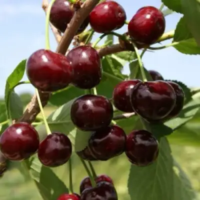 Вишня ГРИОТ БЕЛОРУССКИЙ в Бресте