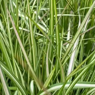 Вейник АВАЛАНШ остроцветковый в Бресте